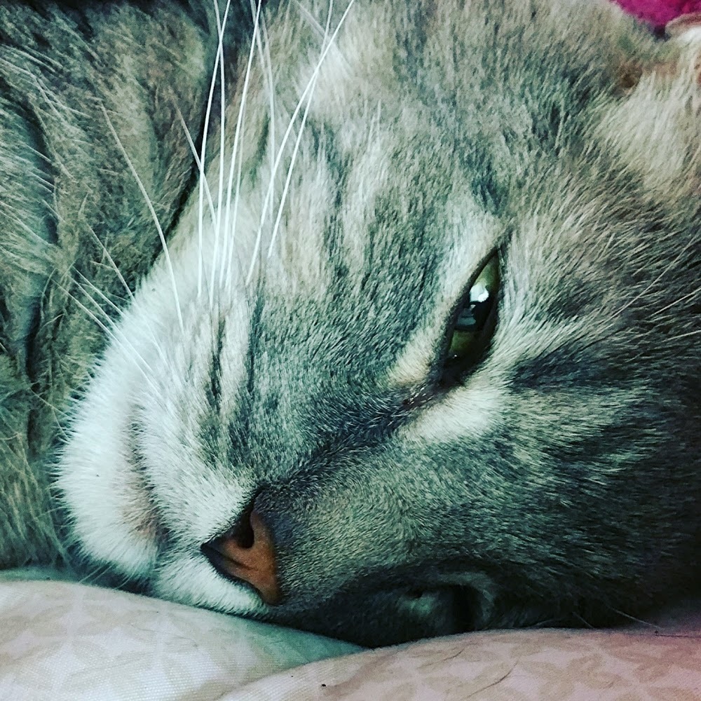 Meet your Posher, Northside